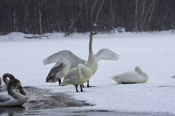 young Whooper Swans on frozen Lake Kussharo, young birds in peace, Hokkaido in Japan