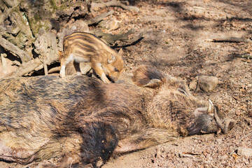 Wild boar - Sus scrofa - in the forest and by the in its natural habitat. Photo of wild nature.