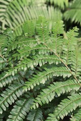 fern leaf background