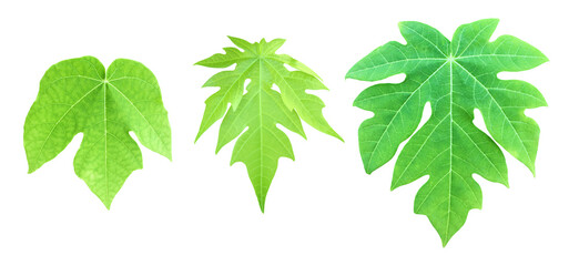 Isolated set of papaya leaves with clipping paths.