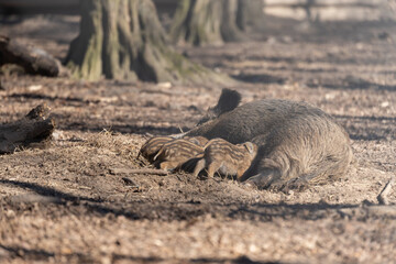 Wild boar - Sus scrofa - in the forest and by the in its natural habitat. Photo of wild nature.