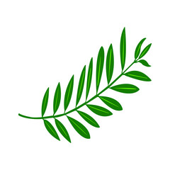 Olive branch isolated on white background