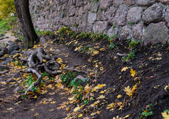 fortress wall. Vyborg Castle. tree roots. hold on to the rocks.. Vyborg castle - medieval castle in Vyborg town