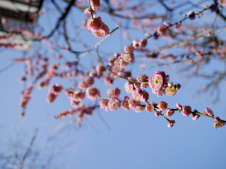 梅の花