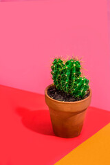 Fashion cactus in pot on vivid red, pink and orange background. Minimal pastel summer pop art. Creative botanical concept.