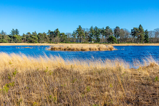 Small island in the middle of a lake, brown wild grass, trees with green foliage in the blurred background, sunny day in the Dutch nature reserve Natuurpoort Vennenhorst, North Brabant, Netherlands