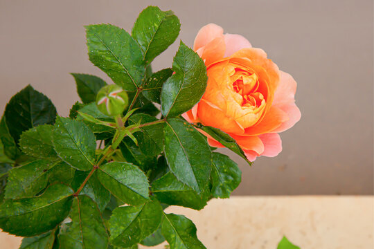 Orange Rose, Pat Austin Blooming In The Garden.