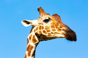 Portrait of an adult giraffe. Selective focus Giraffe neck and head looking at the camera against the blue sky. Headshot of a Masai Giraffe with space for text. Cute face of a wild animal giraffe's.