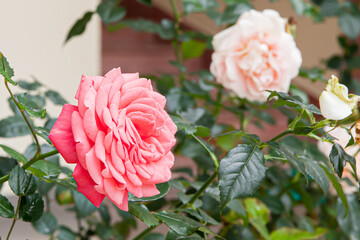 Blooming rose flowers Pink Panther in a sunny day