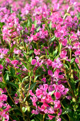 Pulmonaria obscura, unspotted lungwort or Suffolk lungwort flower