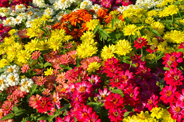 Colorful zinnia flower bloom in the garden