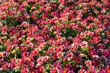 Colorful zinnia flower bloom in the garden