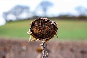 Sunflowers in early spring on Traumpfad Burg Eltz in Eifel, Germany