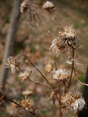 枯れた花