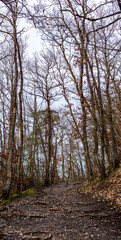 Walking path on Traumpfad Burg Eltz in Eifel Germany