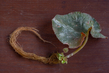 Begonia propagation: closeup view of young plant with roots and small new leaves forming at base of...