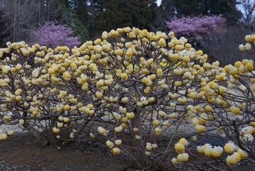 Oriental paperbush flowers. From February to April, yellow flowers bloom at the tips of three...