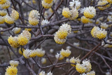 Oriental paperbush flowers. From February to April, yellow flowers bloom at the tips of three branches. Bark is used as a raw material for Washi (Traditional Japanese paper) and banknotes. 