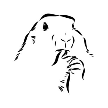 recommend clip art: Groundhog sketch vector graphics black and white monochrome figure head