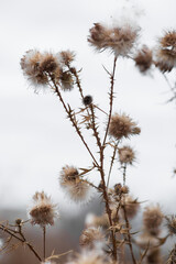 prickly fluffy burdock in autumn