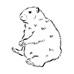 Groundhog sketch vector graphics black and white monochrome figure head