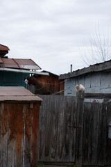 gloomy country cats in autumn