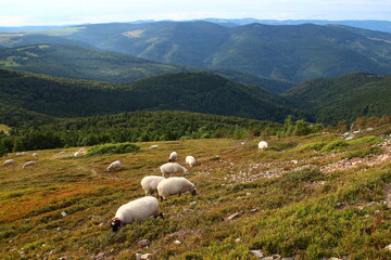 At the end of an August day, a flock of sheep grazes on the slopes of the Grand Ballon (Vosges massif, Haut Rhin, Grand Est, France)