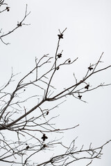 black silhouette of a tree against the sky
