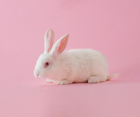 easter white bunny against pastel pink background. adorable surreal background