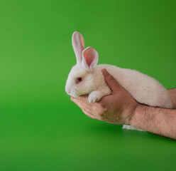 easter white bunny in male hands against pastel green background. adorable surreal background