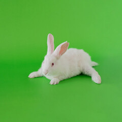easter white bunny against pastel green background. adorable surreal background
