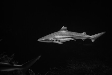 Fototapeta na wymiar Nice big white shark in the dark with space for text, wild ocean life and danger from darkness