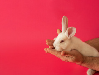 easter white bunny in male hands against pink background. adorable surreal modern background with copy cpace