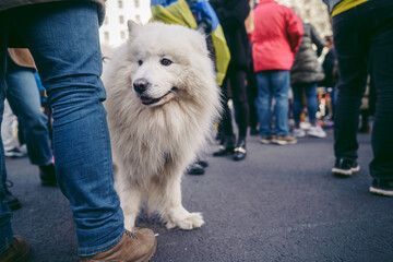 Beautiful dog at Ukrainian protest against war
