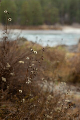 autumn fading forest. plants close up