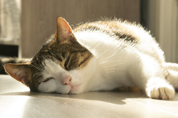 house cat is relaxing in the sun on the floor