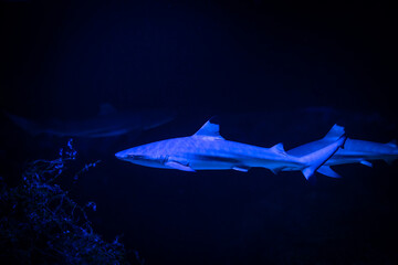 Fototapeta na wymiar Nice big white shark in the dark with space for text, wild ocean life and danger from darkness