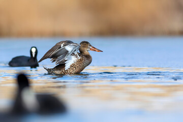 Washing duck. Colorful lake nature background. Bird:  Northern Shoveler. (Spatula clypeata).