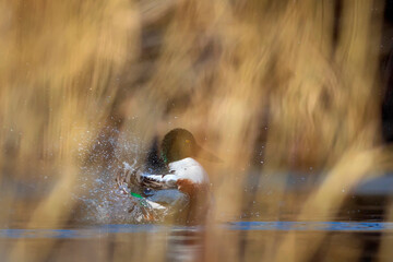 Obraz premium Washing duck. Colorful lake nature background. Bird: Northern Shoveler. (Spatula clypeata).