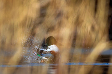 Washing duck. Colorful lake nature background. Bird:  Northern Shoveler. (Spatula clypeata).