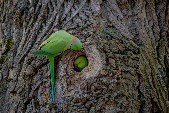 Selective focus of rose-ringed parakeet on the tree hollow with trunk as background, The parrots male and female in breeding season, The psittacula krameri in its natural habitat, Living out naturally