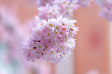 Selective focus of branches white pink Cherry blossoms on the tree under blue sky and sun, Beautiful Sakura flowers in spring season in the park, Floral pattern texture, Nature wallpaper background.