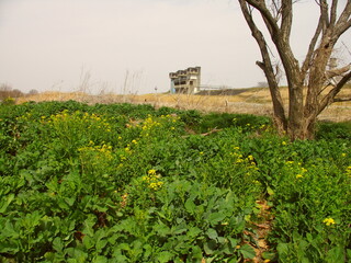 Fototapeta na wymiar 菜の花と枯れ木のある早春の江戸川河川敷風景