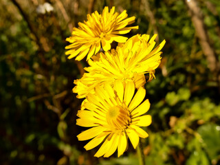 Yellow flower