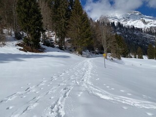 Wonderful winter hiking trails and traces on the slopes of the Alpstein mountain range and in the fresh alpine snow cover of the Swiss Alps - Unterwasser, Switzerland (Schweiz)