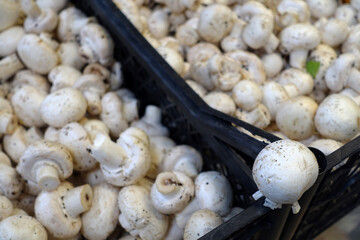 cultivated mushrooms in the greengrocer, food inflation, vegetable and mushroom prices in the market are very expensive,