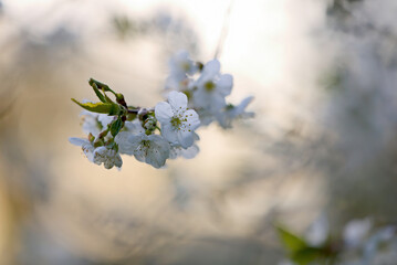 Cherry branch blooming with white small flowers in morning light