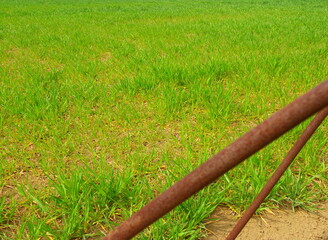 Fototapeta premium 緑肥の茂る春の野菜畑