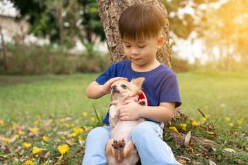 Fototapeta premium Little Asian boy sits with his pet Chihuahua in the park in the evening. best friend pet. child and dog, Cute friends lovingly embraced