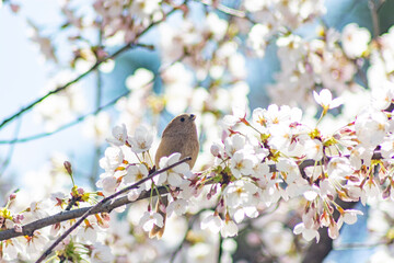 Paradoxornis webbianus  sitting on the cherry blossom branches in spring